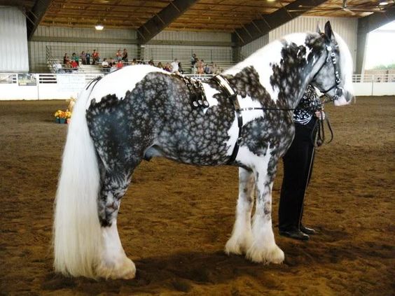 The Chocolate Silver Dapple Pinto Horse